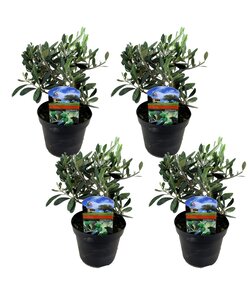 Olea Europaea - Set van 4 - Winterharde olijfstruik - Pot 14cm - Hoogte 25-40cm