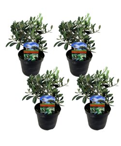 Olea Europaea - Zestaw 4 sztuk - Odporny krzew oliwny - ⌀14cm - W25-40 cm
