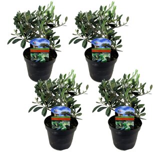 Olea Europaea – 4er-Set – Olivenstrauch – Topf 14 cm – Höhe 25–40 cm