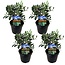 Olea Europaea Olea Europaea - Set de 4 - Buisson d'olivier - Pot 14cm - Hauteur 25-40cm