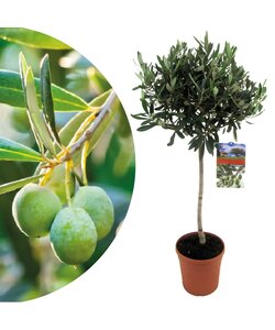 Olea Europaea - Olivier rustique sur tige - Pot 21cm - Hauteur 90-100cm