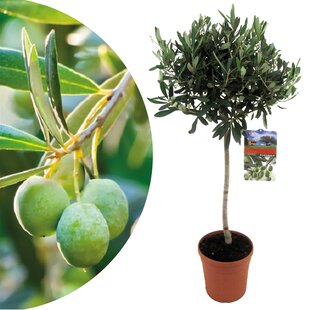 Olea Europaea - Olivier rustique sur tige - Pot 21cm - Hauteur 90-100cm