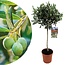 Olea Europaea Olive tree on stem XL - Olea Europaea - ø21cm - Height 90-100cm