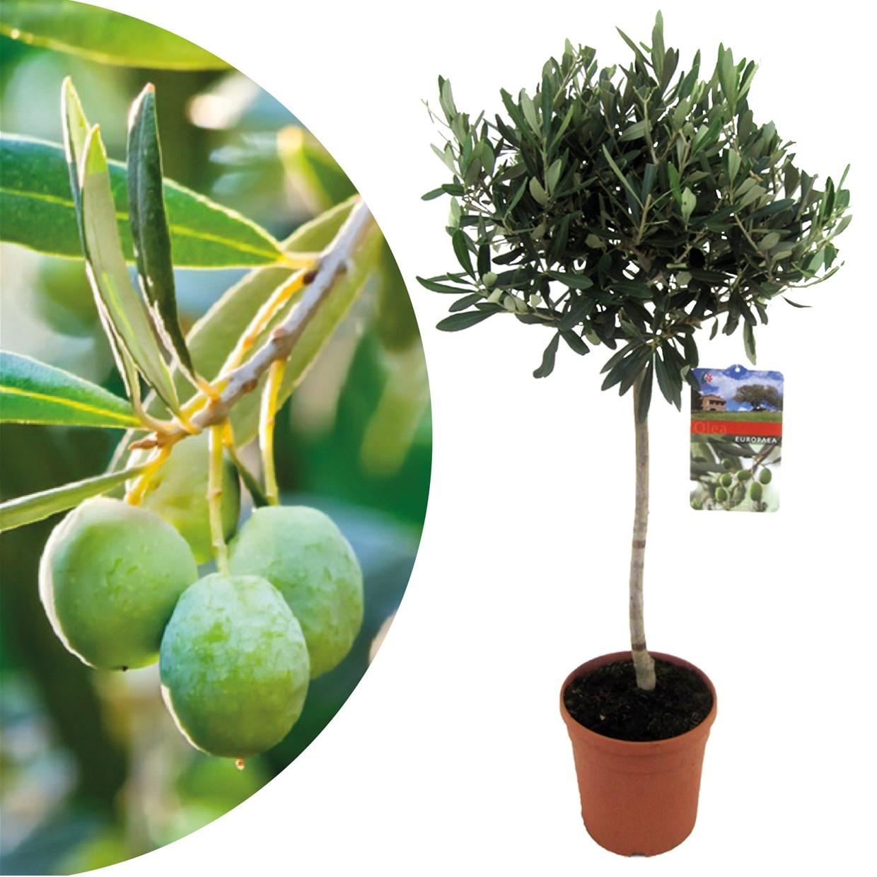 Olea europaea (Olive Tree)