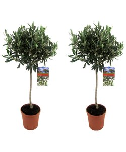 Olea Europaea - Set van 2 - Olijfboom op stam - Pot 21cm - Hoogte 90-100cm