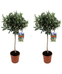 Olivi su tronco - Set di 2 - Olea Europaea - ⌀ 21cm - Altezza 90-100cm