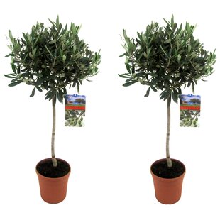 Olea Europaea - 2er Set - Olivenbaumen - Topf 21cm - Höhe 90-100cm