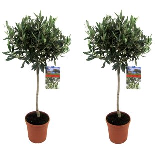 Olive tree on stem XL - Olea Europaea - Set of 2 - ø21cm - Height 90-100cm