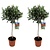 Olea Europaea Oliventræ på stam - Sæt med 2 - Olea Europaea - ø21cm - Højde 90-100cm