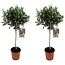 Olea Europaea Olea Europaea - Set de 2 - Olivier sur tige - Pot 21cm - Hauteur 90-100cm