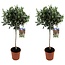 Olea Europaea Oliventræ på stam - Sæt med 2 - Olea Europaea - ø21cm - Højde 90-100cm