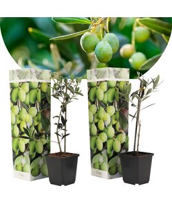 Olea Europaea - 2er Set - Olivenbaum - Topf 9cm - Höhe 25-40cm