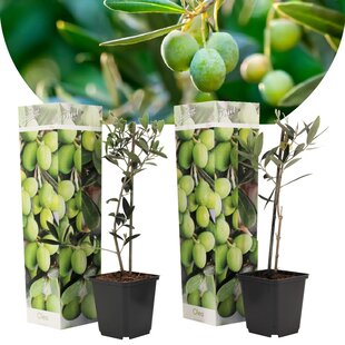 Olea Europaea - 2er Set - Olivenbaum - Topf 9cm - Höhe 25-40cm