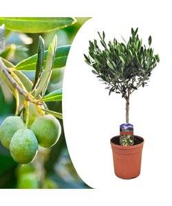 Olea Europaea - Oliventræ - Haveplante - ø17cm - Højde 60-70cm