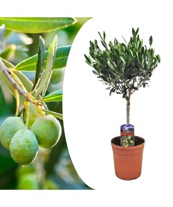 Olea Europaea - Winterharde olijfboom op stam - Pot 17cm - Hoogte 60-70cm