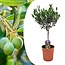 Olea Europaea Olive tree on stem - Olea Europaea - ø17cm - Height 60-70cm