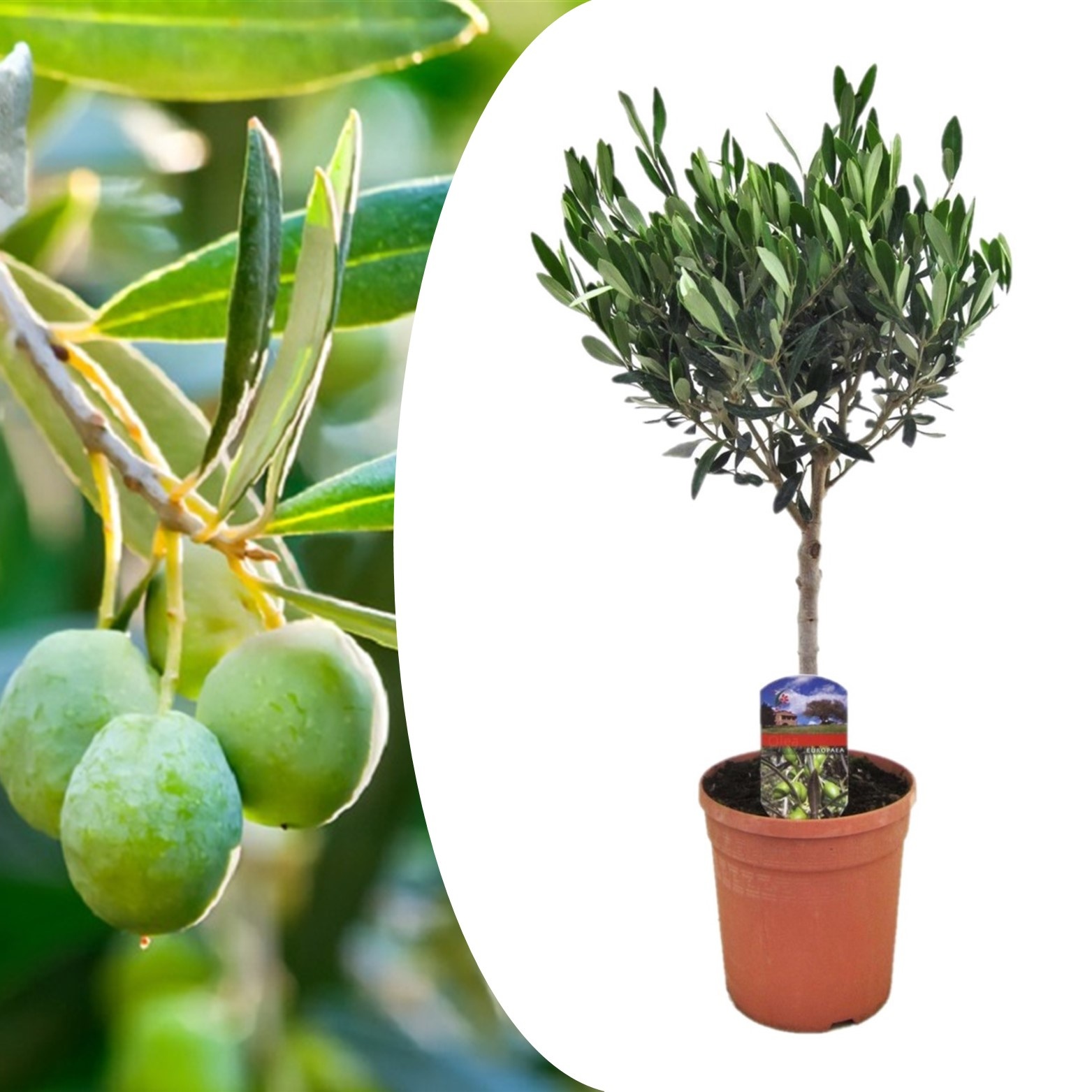 Olea Europaea Olive tree 'Olea Europaea' on stem- Pot 17 cm - Height 60 cm  - FloraStore