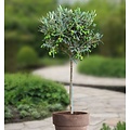 Olea Europaea Olive tree 'Olea Europaea' on stem- Pot 17 cm - Height 60 cm  - FloraStore