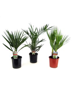 Conjunto de 3 palmeras - Phoenix, Chamaerops, Washingtonia - ⌀15 cm - a50-70 cm