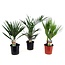 Mieszanka palm zewnętrznych - Mieszanka 3 roślin - ⌀15cm - Wysokość 50-70cm