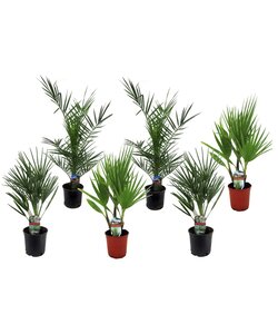 Mezcla de palmeras para exterior - 6 plantas - ⌀15 cm - alt. 50-70 cm