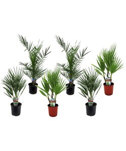 Outdoor Palm tree - Mix of 6 - ø15cm - Height 50-70cm