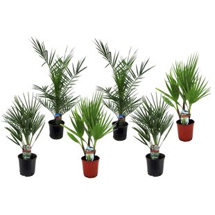 Outdoor Palm tree - Mix of 6 - ø15cm - Height 50-70cm