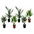 Udendørs Palmeblanding - Blanding af 6 planter - ø15cm - Højde 50-70 cm