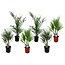 Mieszanka palm zewnętrznych - Mieszanka 6 roślin - ⌀15cm - Wysokość 50-70cm