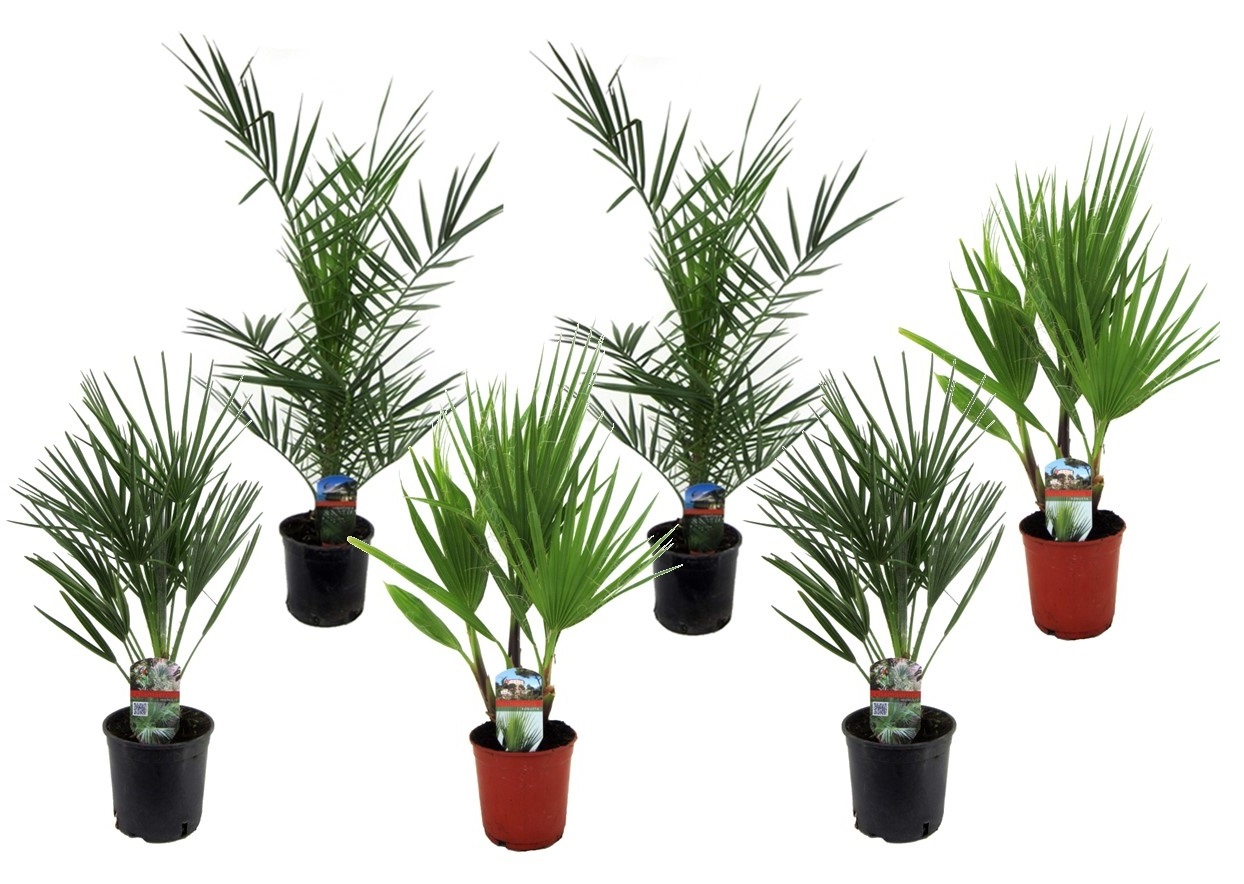 Mélange pour palmiers d'extérieur - Mélange de 6 - Pot 15cm - Hauteur  50-70cm - FloraStore