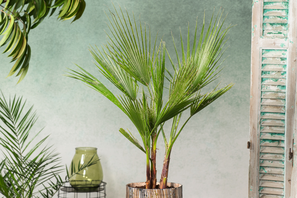 Petit palmier en pot pour petit jardin ou espace réduit, plein soleil –  Bleen
