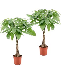 Pachira 'Penge træ' - Sæt med 2 - Stueplante - ø17cm - Højde 60-70cm