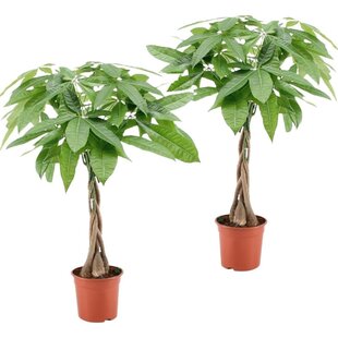 Pachira aquatica 'Money Tree' - Set of 2 - Houseplant - ø17cm - Height 60-70cm