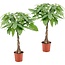 Pachira aquatica 'Geldboom' - Set van 2 - Pot 17cm - Hoogte 60-70cm