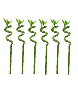 Dracaena sanderiana - Set di 6 - Lucky Bamboo - Altezza 40-50cm