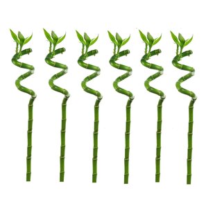 Dracaena sanderiana - Set de 6 - Lucky Bamboo - Hauteur 40-50cm