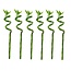 Dracaena sanderiana - Zestaw 6 sztuk - Lucky Bamboo - Wysokość 40-50 cm