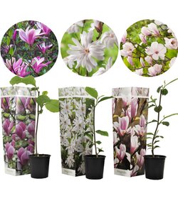 Magnolia - Mix di 3 - Susan, soulangeana, stellata - Vaso 9cm - Altezza 25-40cm