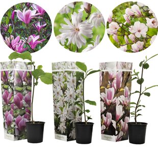 Magnolia - Mélange de 3 - Susan,soulangeana,stellata - Pot 9cm - Hauteur 25-40cm