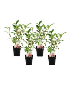 Hydrangea paniculata Vanille-Fraise - Hortensia - Set de 4 - ⌀17cm - H25-40cm