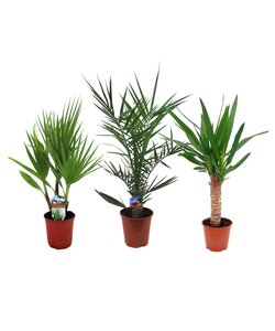Mezcla de palmeras de interior - 3 plantas - Washingtonia - Yuca - Phoenix