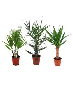 Mix di palme da interno - mix di 3 - Washingtonia - Yucca - Phoenix - 50-70 cm