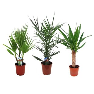 Binnenpalmen - Mix van 3 - Washingtonia - Yucca - Phoenix - H50-70cm