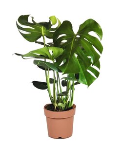 Monstera deliciosa XL - Roślina domowa - ⌀21cm - Wysokość 70-80cm