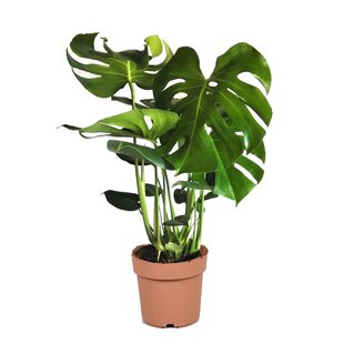 Monstera deliciosa - Fensterblatt - Topf 21cm - Höhe 70-80cm