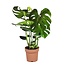 Monstera deliciosa XL  - Pot 21cm - Hauteur 70-80cm