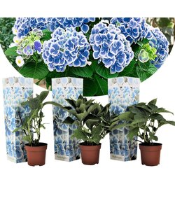 Hortensia bicolor Baviera Azul - Juego de 3 - Hydrangea - ⌀ 9cm - Altura 25-40cm