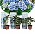 Hortensia bicolor Baviera Azul - Juego de 3 - Hydrangea - ⌀ 9cm - Altura 25-40cm