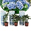Hydrangea hortensie bicolor 'Bavaria' Blau - 3er Set - ⌀9cm - Höhe 25-40cm