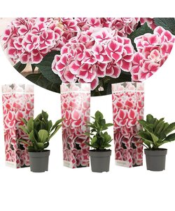 Hydrangea hortensie bicolor 'Camilla' Rosa - 3er Set - ⌀9cm - Höhe 25-40cm